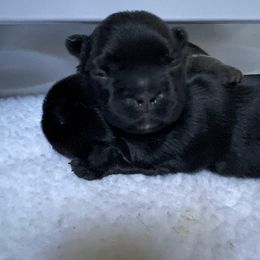 French Bulldog Puppies from Just Us Frenchies