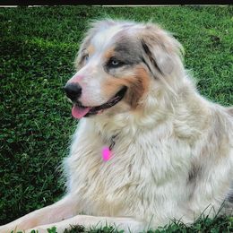 Halo - Australian Shepherd