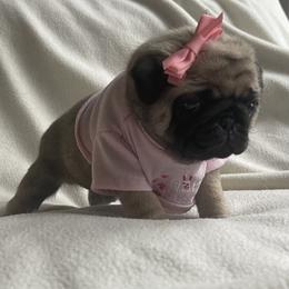Bulldog and Pug Puppies from Love that bulldog lewter family