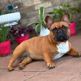 Duchess - French Bulldog