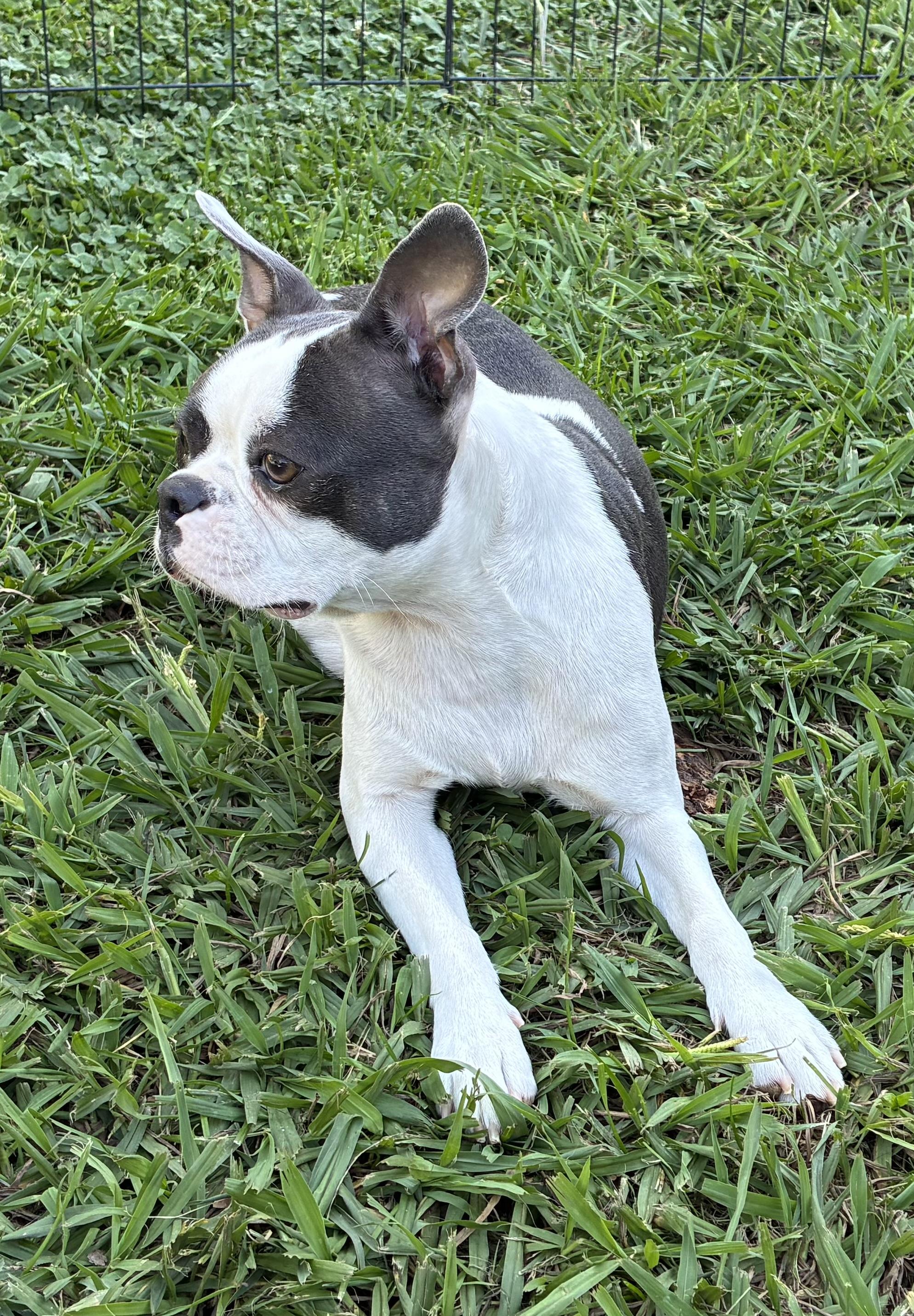 Kimber