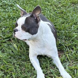 Kimber - Boston Terrier
