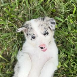 Calamity Jane - Blue merle female Border Collie puppy in Owenton, Kentucky from Three16 Ranch