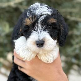 Bernedoodle puppies from Central Valley Canine Companions
