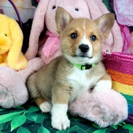 Miniature Australian Shepherds and Pembroke Welsh Corgis from H2 Puppies