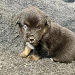 Aioli - Black tri male Toy Australian Shepherd puppy in Medical Lake, Washington from MAS Gone Rogue