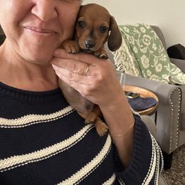 Basil - Red male Dachshund puppy in Moreno Valley, California from DeLorenzo Dachshunds