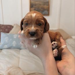 Biscotti - Apricot male Goldendoodle puppy in Atlanta, Georgia from Cedarcrest Goldendoodles