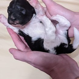 Havanese Puppies from Endearing Havanese