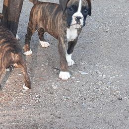 Boston Terrier and Boxer Puppies from Shotgun Pups