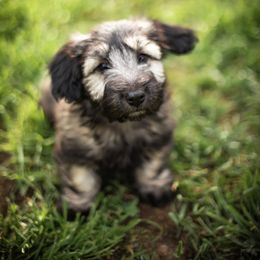 Border Collie and Skye Terrier Puppies from Skyward Farms