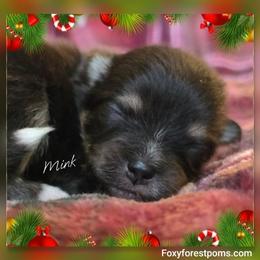 Mink - Black and tan male Pomeranian puppy in Eatonville, Washington from Foxy Forest Poms