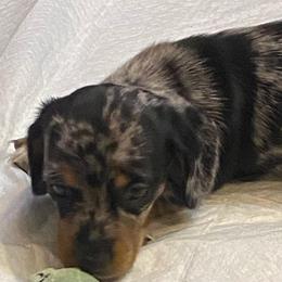 Maizey - Dapple female Dachshund puppy in Elizabethtown, Kentucky from Teeny Tiny Puppy Tails