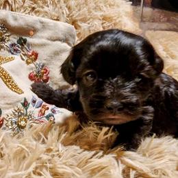 Kitty--Solid Black - Black female Havapoo puppy in Parks, Arkansas from BAK Home Pups