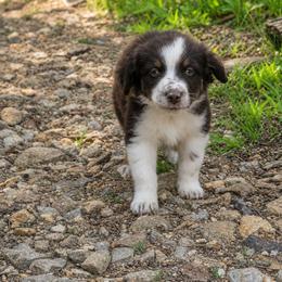Benedict - Red tri male Miniature Australian Shepherd puppy in Macomb, Missouri from Faunus Farms and Aussies