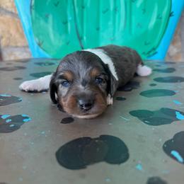 Star - Dapple female Dachshund puppy in Hawley, Texas from Foxy’s Dachshunds & Toy Aussies