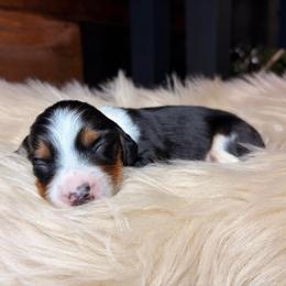 Arlo - Piebald male Dachshund puppy in Washburn, Tennessee from Clinch Mountain Dachshunds