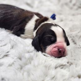 Pablo - Tri-Roan male English Springer Spaniel puppy in Westover, Maryland from Sterling's springer Haven