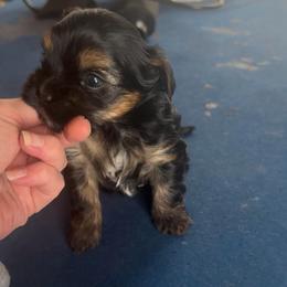 Female Traditional Yorkie - Black and tan female Yorkshire Terrier puppy in Des Moines, Iowa from Diamond Yorkshire Terriers