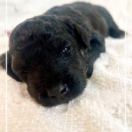 HARMONIQUE - Phantom female Bernedoodle puppy in Houston, Texas from Pia’s Doodle Poodle Wag