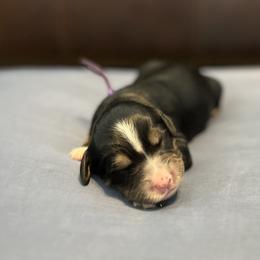 Purple - Tri-color female Bernedoodle puppy in Casper, Wyoming from 307 Doodles