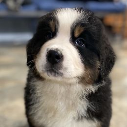 Ian - Black rust and white Bernese Mountain Dog puppy in New Haven, Indiana from Milan Berners