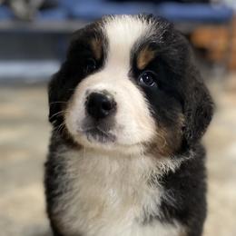 Ian - Black rust and white Bernese Mountain Dog puppy in New Haven, Indiana from Milan Berners