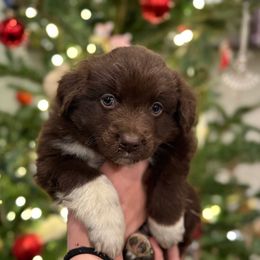 Chestnut - Red & white male Miniature Australian Shepherd puppy in Clarksville, Tennessee from Southern Oak Pups
