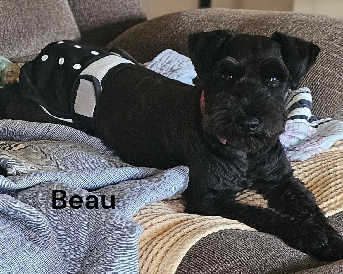 Beau