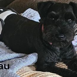 Beau - Miniature Schnauzer