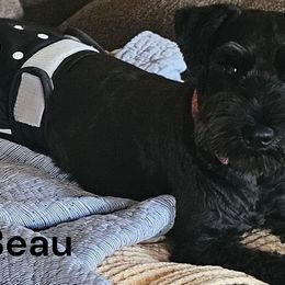 Beau - Miniature Schnauzer