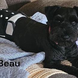 Beau - Miniature Schnauzer