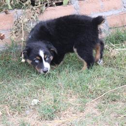 Marshall - Black tri male Miniature Australian Shepherd puppy in Sonoita, Arizona from Gardner Canyon Kennels