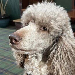Poodles from Noble Standards