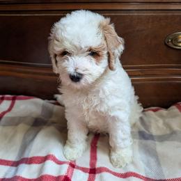 Carter - Cream male Goldendoodle puppy in Portage, Michigan from Country Lane Goldendoodles