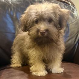 Lucky - Black and silver male Havanese puppy in Lancaster, South Carolina from 3 Bs Havanese-PUPPIES with  PURPOSE