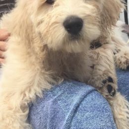 Goldendoodle Puppies from Teddy Bear Goldendoodles