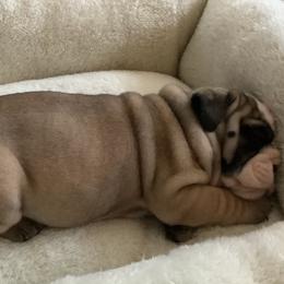 Girl 3 - Fawn female Bulldog puppy in Tierra Verde, Florida from Destiny Kennel