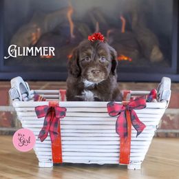 Glimmer - Chocolate female Australian Labradoodle puppy in Redding, California from Shasta Royal Monroe Puppies
