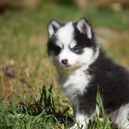 Zak - Blue male Pomsky puppy in Coos Bay, Oregon from Ocean View Pomskies