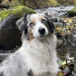 Storm - Australian Shepherd