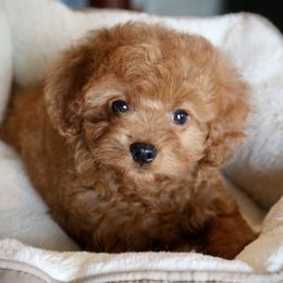 Cavapoo puppies from Taliaferro Kennel