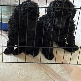 Poodle All Grown Up from Berndt Sienna Poodles