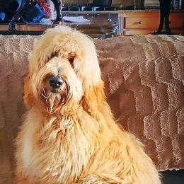 Goldendoodles from Diggers doodles