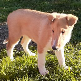 Collie Puppies from Nightstar Collies