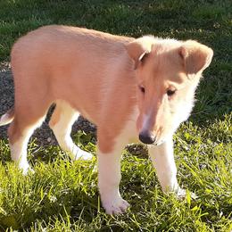 Collie Puppies from Nightstar Collies
