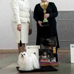 Maltese puppies from Top Shepherd - Snow Angels Bichon Frisé, Maltise, toy Poodles.