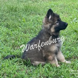 German Shepherd Puppies from Warfenburg