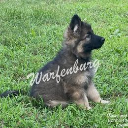 German Shepherd Puppies from Warfenburg
