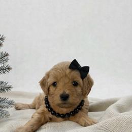 Aspen - Red female Maltipoo puppy in St. George, Utah from Winchester Hills Poodles and Doodles